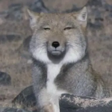 Profile image of 늑대