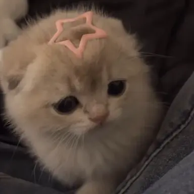 Profile image of さくや