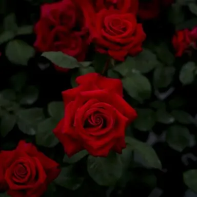 Profile image of 深澤 涼太