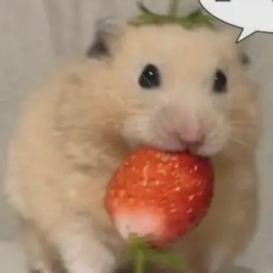 Profile image of 햄찌