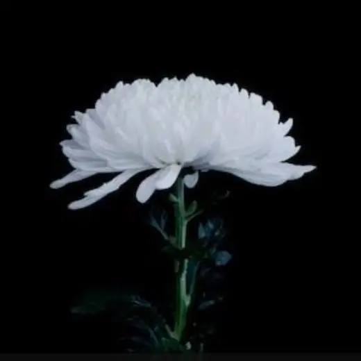 BouncyEdit3829의 ....진짜에요?..