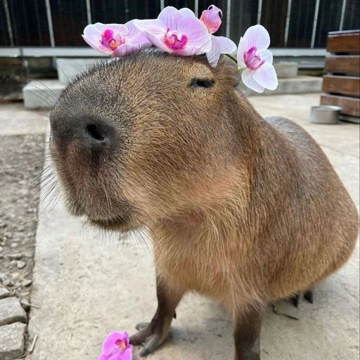 카피바라