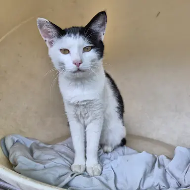 Profile image of 여우