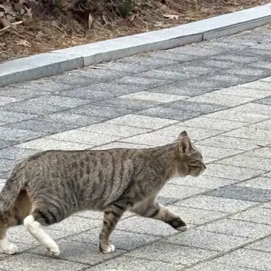 Profile image of 코요