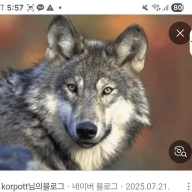 Profile image of 늑대