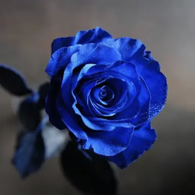 Profile image of 狐