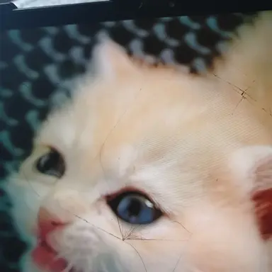 Profile image of 아깽이