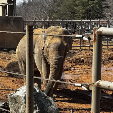 Profile image of 코요이 유코