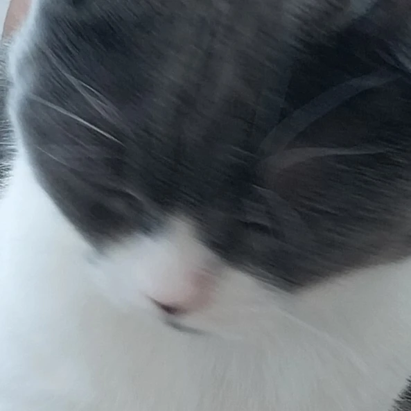 제작자