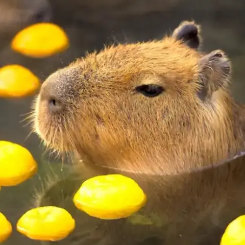 capybaraccppyybbbbaarraa의 귀엽고 귀여운 카피바라