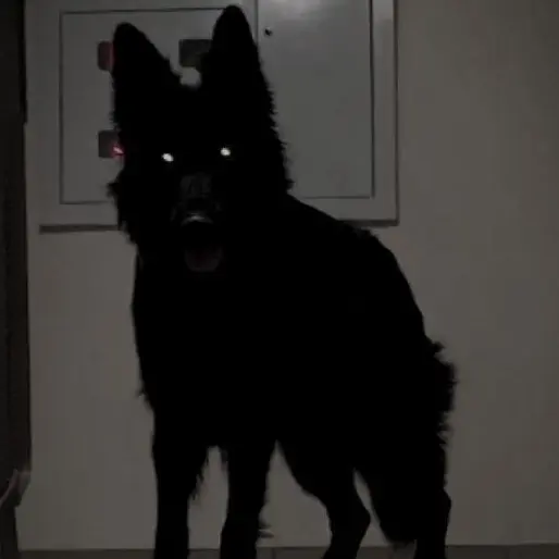 wlvid의 abandoned dog