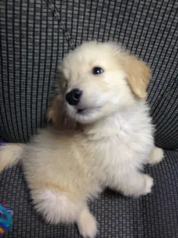 Profile image of Milo