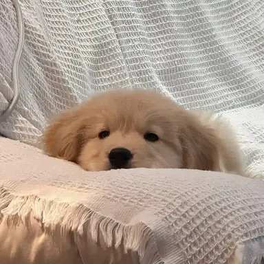 Profile image of Milo