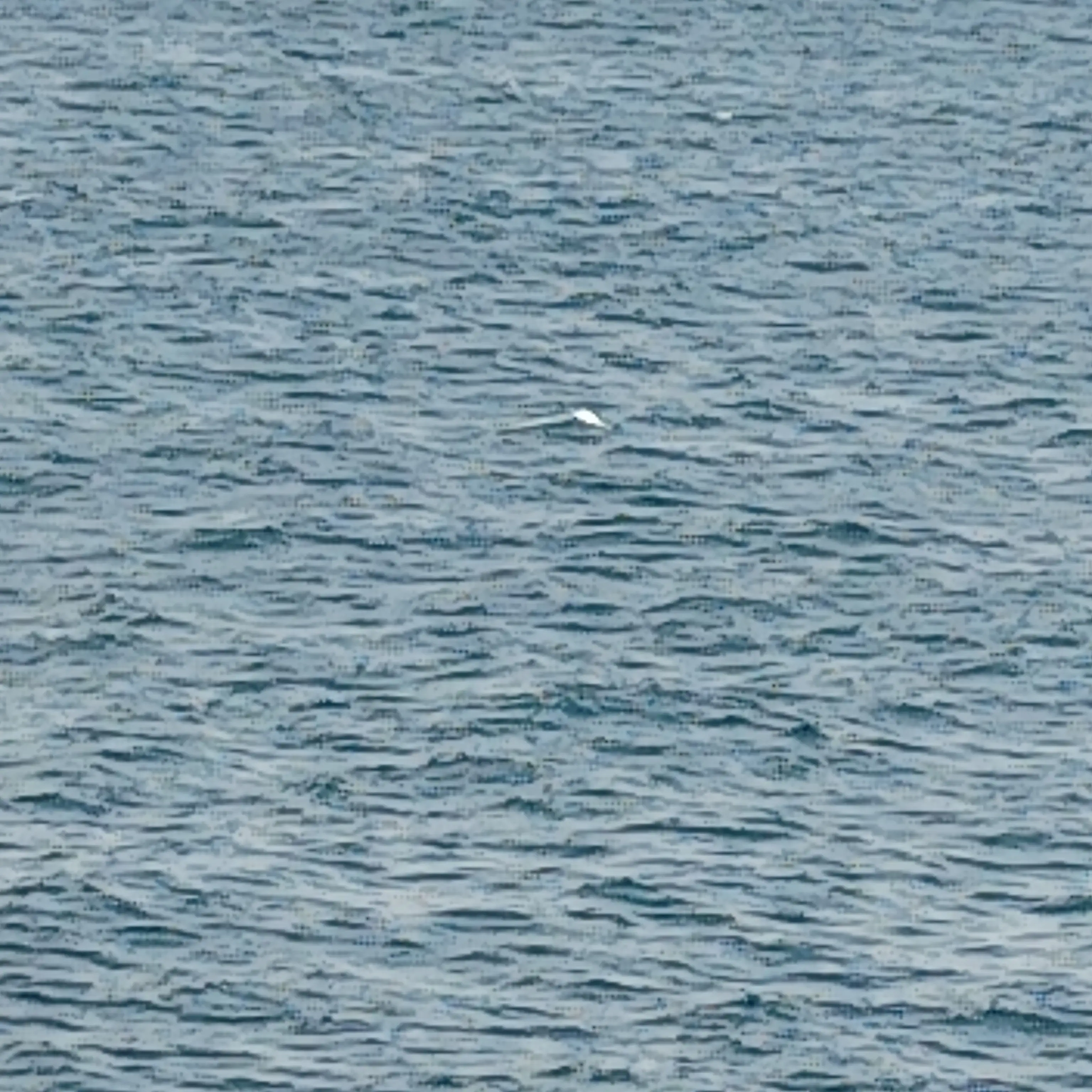 PoshShout1278의 貴方はMrsの子供っす（男子向け）