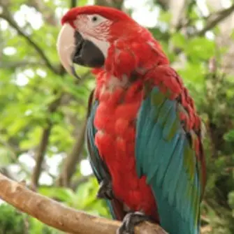 Profile image of 앵무새