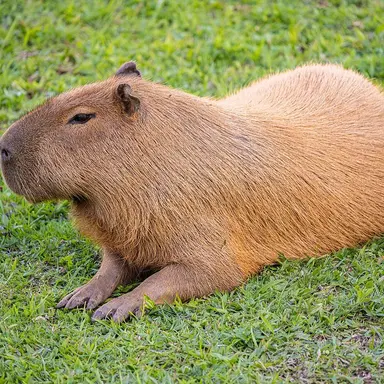 Profile image of 카피바라
