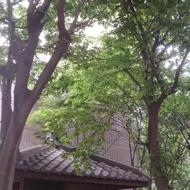 Profile image of 이츠키