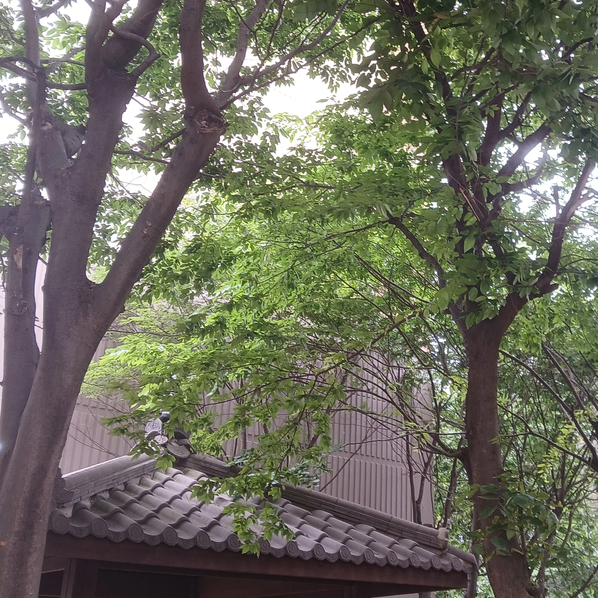 이츠키