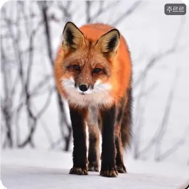 Profile image of 주르르