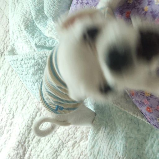 정용식