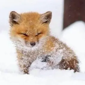 Profile image of 여 우