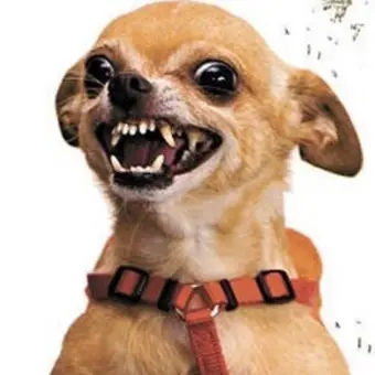 Profile image of 양예련