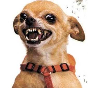 양예련