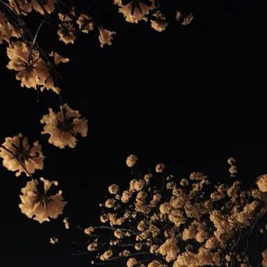 Profile image of 아이리스