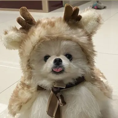 Profile image of 포리