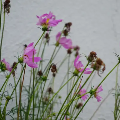 Profile image of 유저분