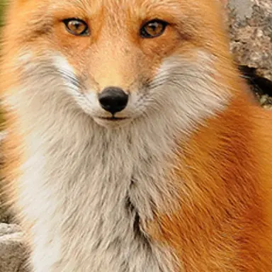 Profile image of 여우