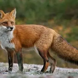 Profile image of 여우