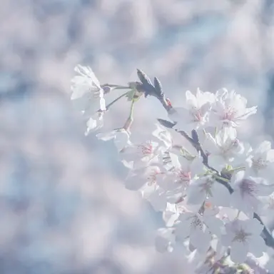 Profile image of リヴァイ