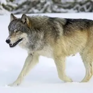 Profile image of 카진