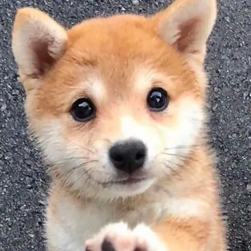 KamimuraHina의 タロくん