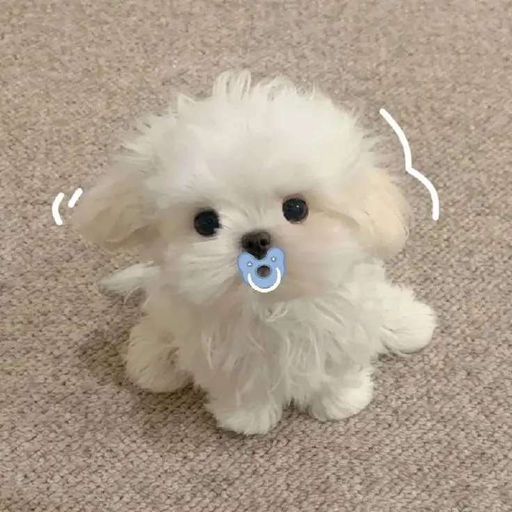 RipeWolf9436의 어린 친동생