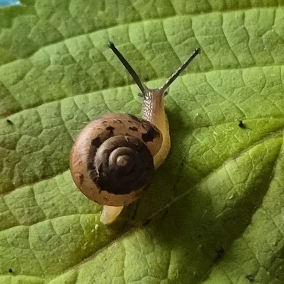 주인장
