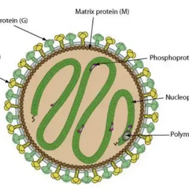 Profile image of 니파바이러스