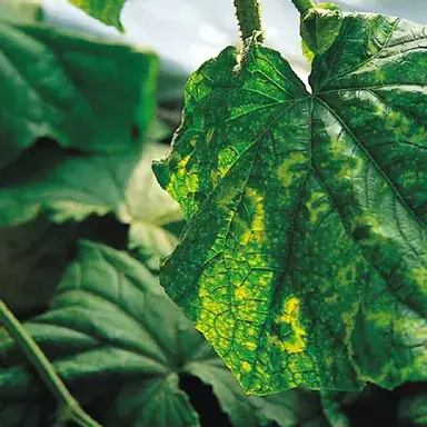 Profile image of TMV