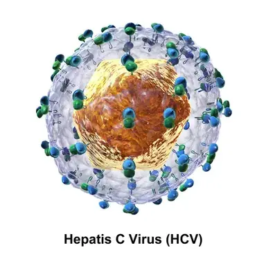Profile image of HCV