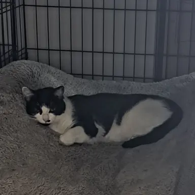 Profile image of Kitty