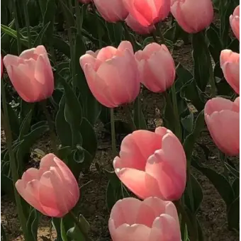 Profile image of 여우