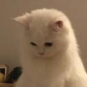 Profile image of Asahi