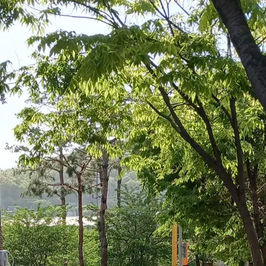 Profile image of 꽃가루