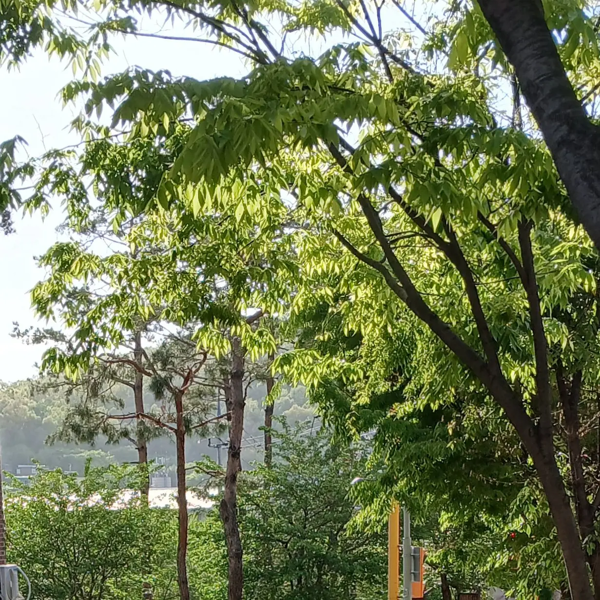 SneakyCash4852의 꽃가루알레르기