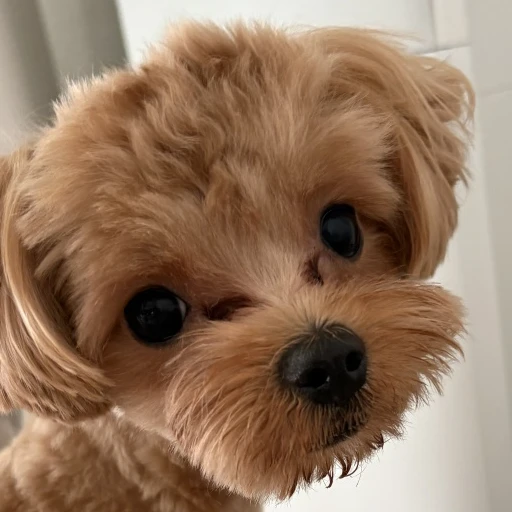 보리