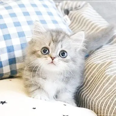 Profile image of 홍 묘