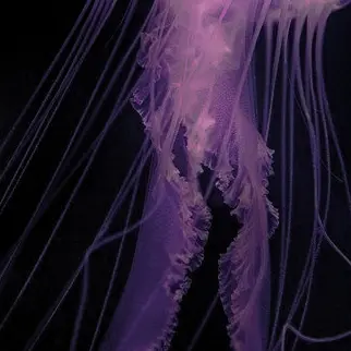 WhiteBooby7866의 🪼