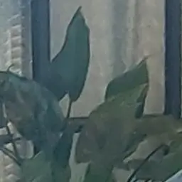 Profile image of 여우년
