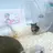 토리